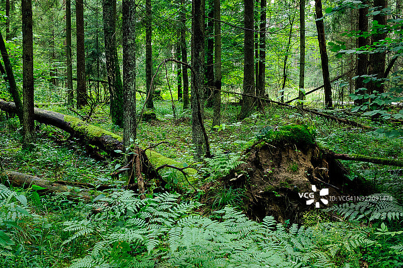 波兰东北部比亚沃韦扎原始森林中的倒树图片素材