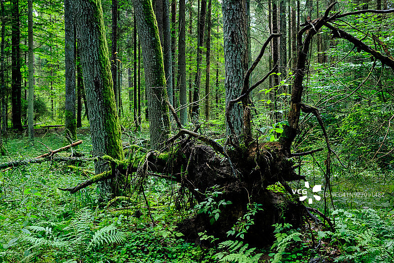 波兰东北部比亚沃韦扎原始森林中的倒树图片素材
