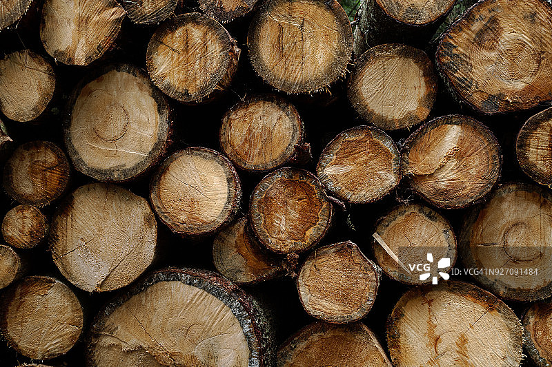 比亚沃韦扎原始森林中的树木原木，波兰东北部图片素材