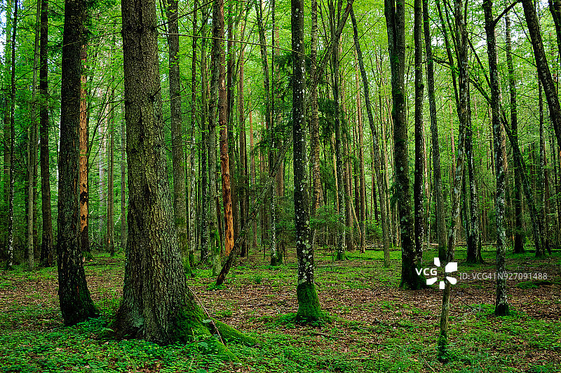 比亚沃韦扎森林中长满苔藓和地衣的树木，波兰图片素材
