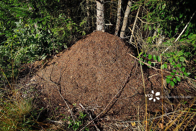 波兰比亚沃维耶扎森林蚁群图片素材