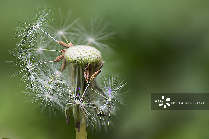 蒲公英种子头图片素材