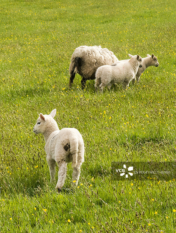 英国威尔士黑山克里克豪厄尔附近的绵羊和小羊图片素材