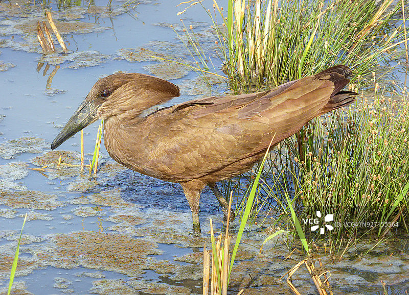 非洲冈比亚科图的锤头鹳图片素材