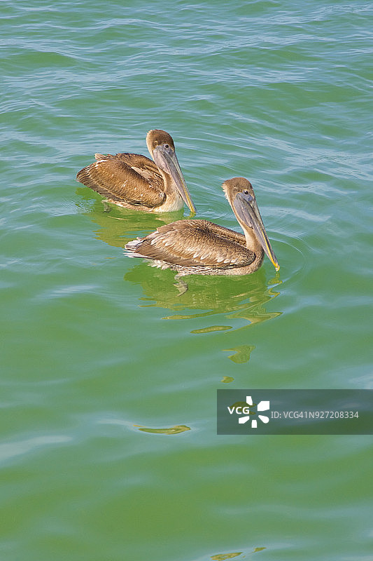 竖版照片：两只棕色鹈鹕在萨尼贝尔岛附近朝同一方向游动图片素材