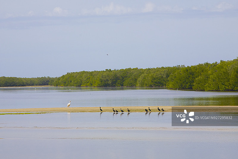 鹈鹕、起重机、云朵——天空倒影图片素材