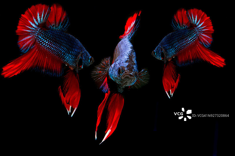 暹罗斗鱼图片素材