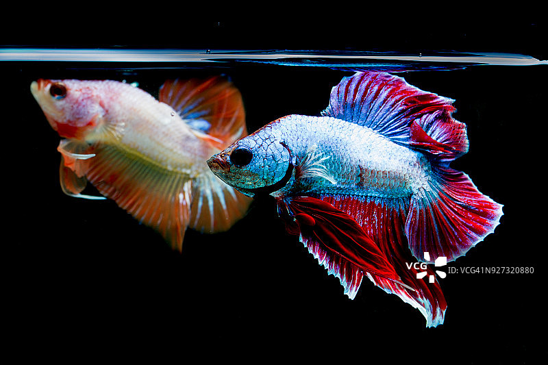 一对斗鱼（半月）或暹罗斗鱼和对比色图片素材