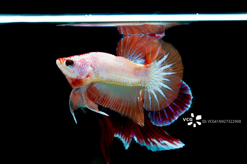 一对斗鱼（半月）或暹罗斗鱼和对比色图片素材