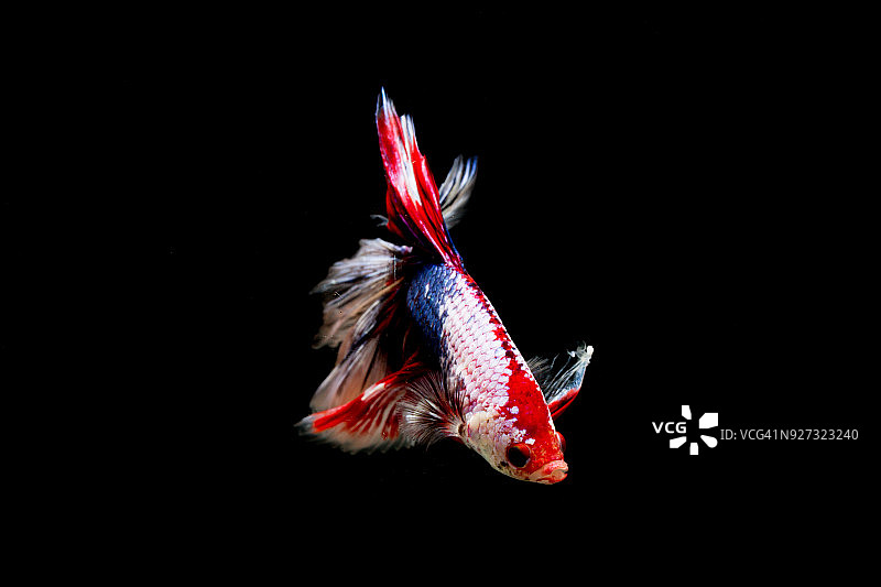 暹罗斗鱼图片素材