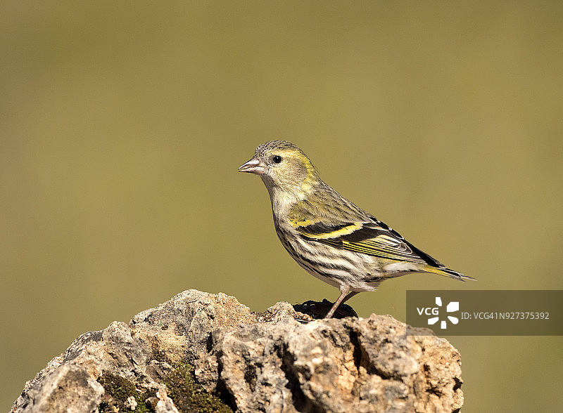 欧亚金翅雀雄鸟站在岩石上觅食特写，西班牙，欧洲图片素材