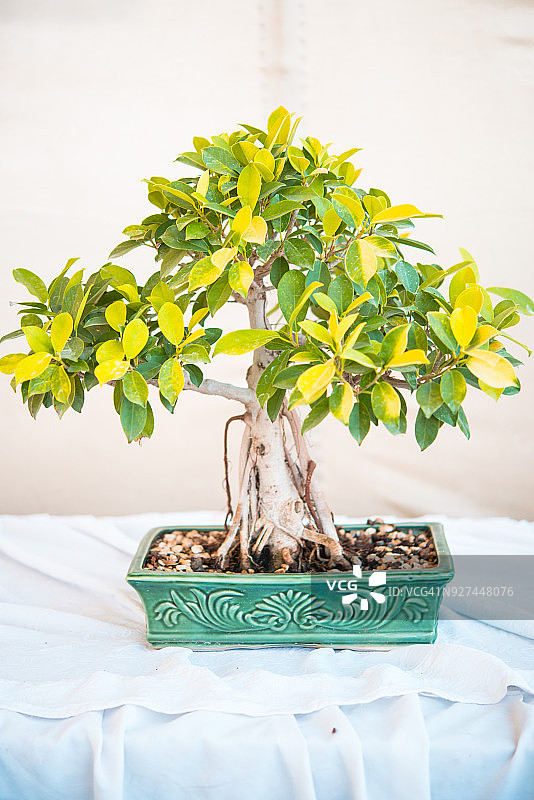 盆景树抽象背景图片素材