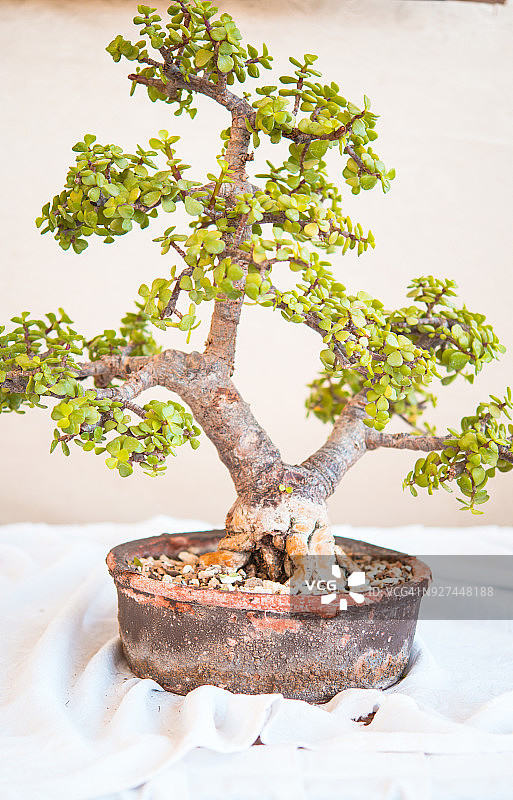 盆景树抽象背景图片素材