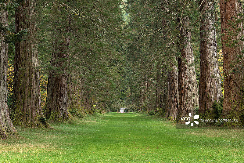 红杉大道图片素材