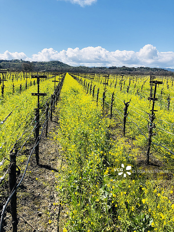 加利福尼亚州盖瑟维尔的葡萄园图片素材