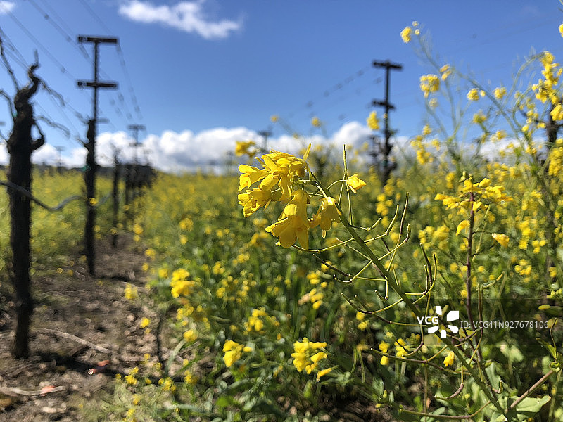 葡萄园中盛开的芥菜图片素材