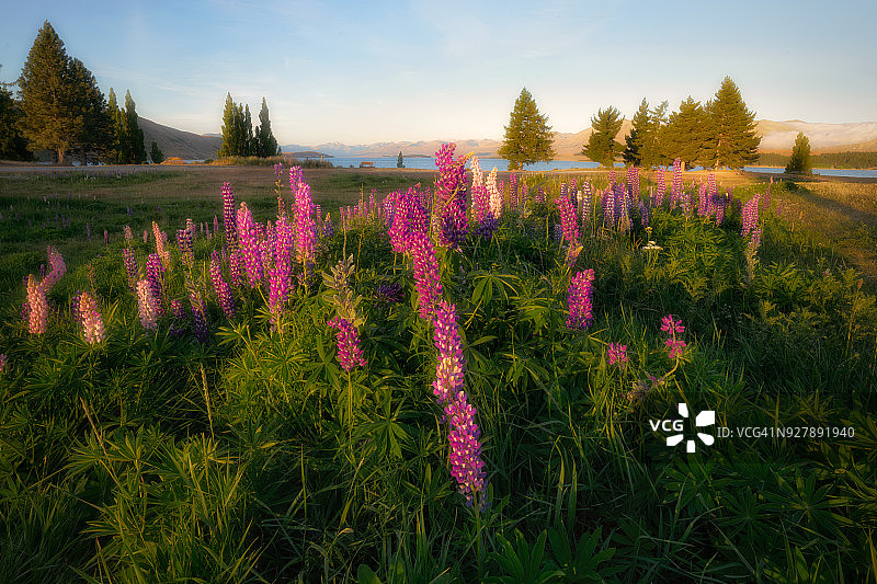 泰卡波湖，新西兰图片素材