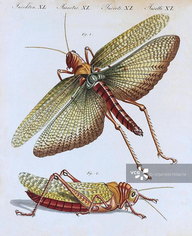 手绘铜版画：蟋蟀（Gryllus cristatus），选自弗里德里希·贾斯汀·贝图赫儿童读物，魏玛，1805年图片素材