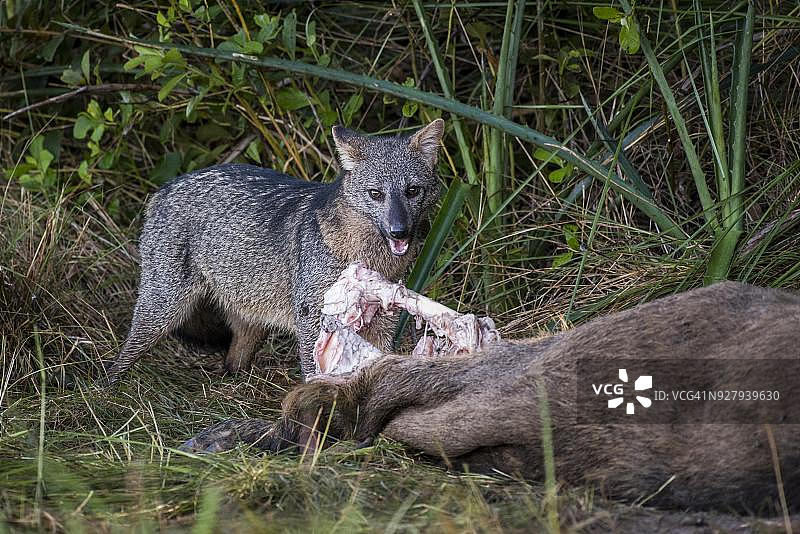 巴西潘塔纳尔：苍狐与野猪尸体图片素材