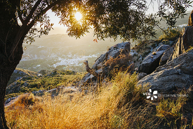 拉斯阿尔普哈拉斯的日落橄榄树图片素材