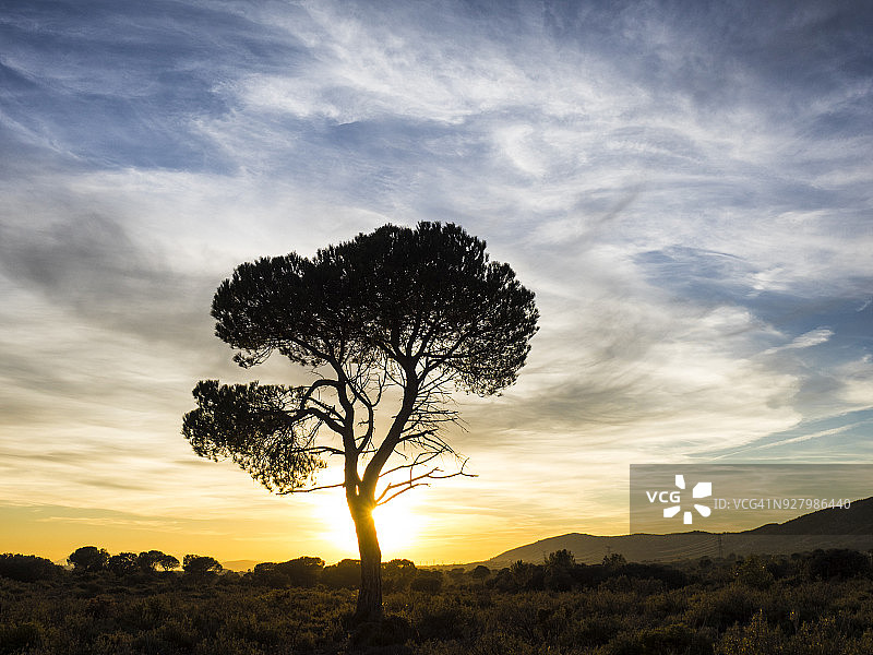 西班牙巴伦西亚社区平原孤树日落景观图片素材