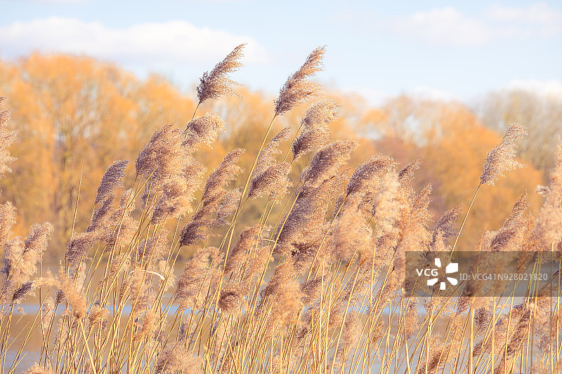 日落时分芦苇的柔和焦点选择性拍摄图片素材
