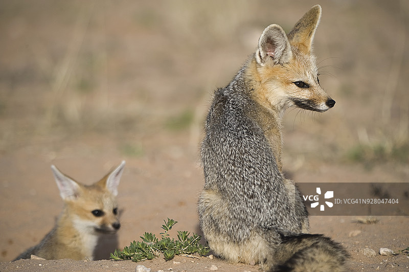 南非卡拉哈迪跨国公园的开普狐和幼崽图片素材