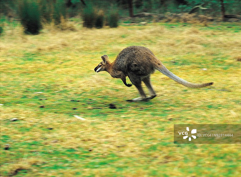 草地上的袋鼠全长图片素材