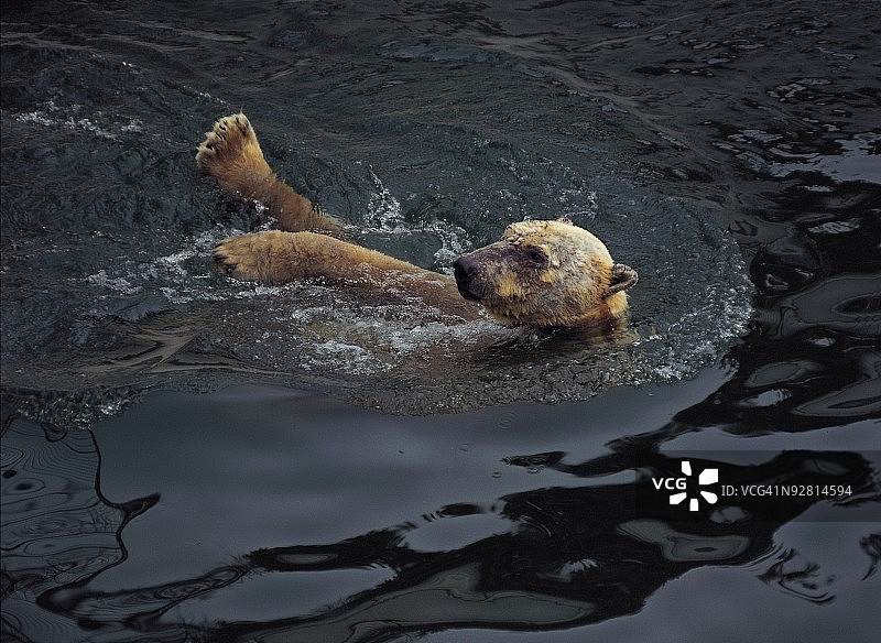 湖中游泳的海狮俯视图图片素材