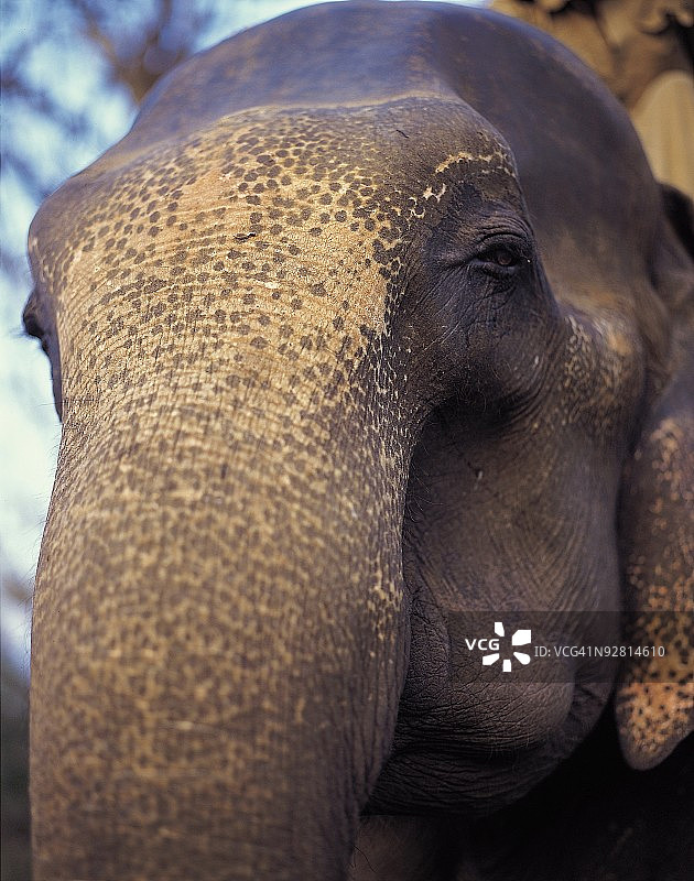 大象特写镜头图片素材
