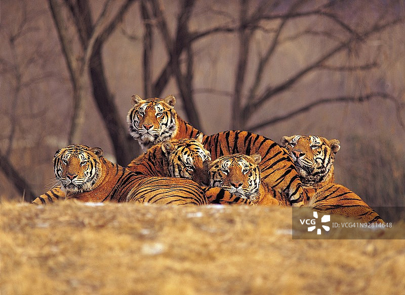 动物园里的老虎图片素材