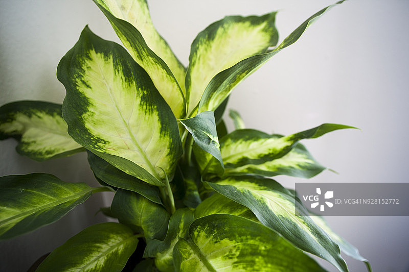 花叶万年青图片素材