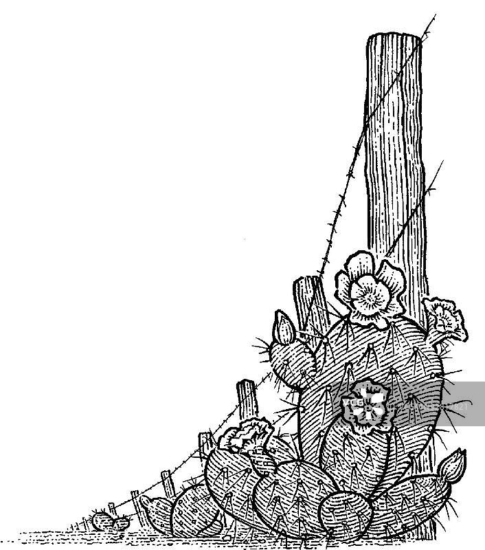 仙人掌上的花朵图片素材