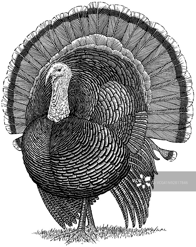 感恩节火鸡图片素材