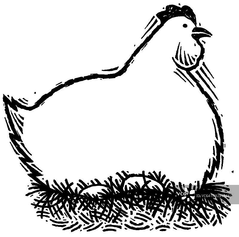 母鸡护蛋图片素材