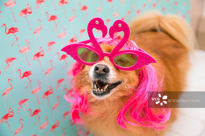 戴眼镜和假发的小博美犬图片素材