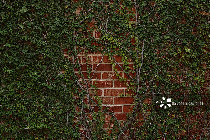 植物靠墙特写图片素材