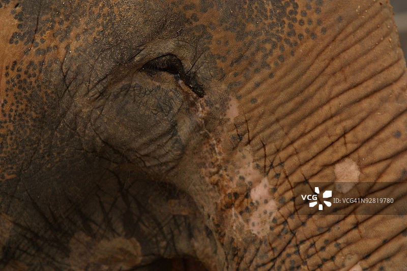 大象特写镜头图片素材