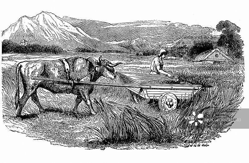 农民在田地里劳作图片素材