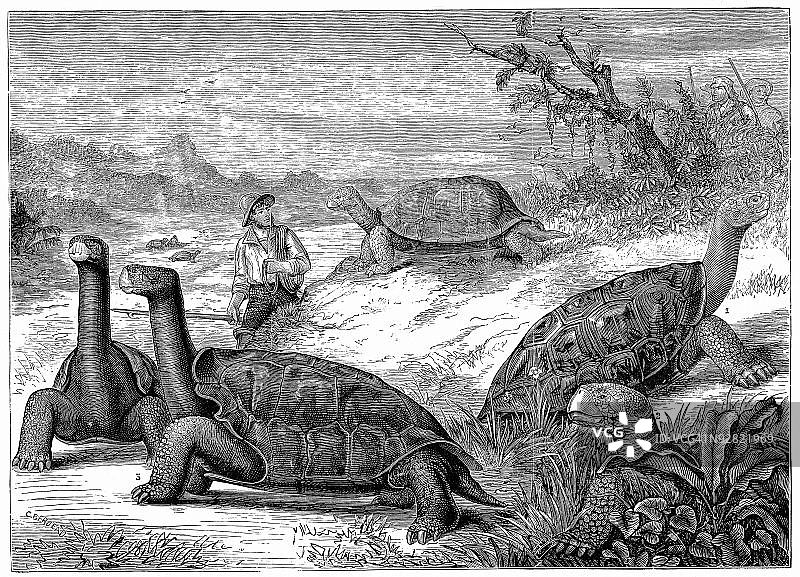 加拉帕戈斯象龟图片素材