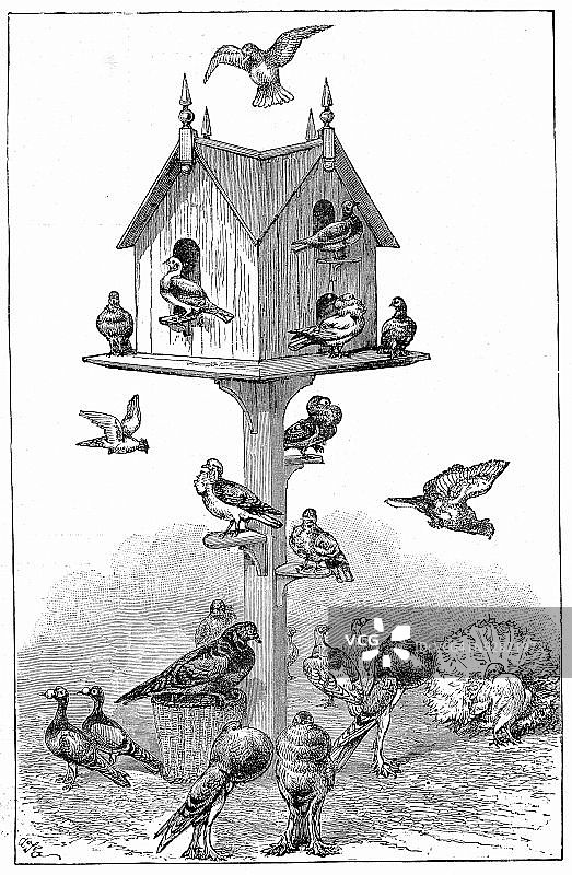 鸽子与鸟屋图片素材