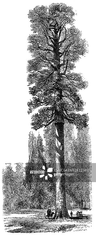 加州的红木树图片素材