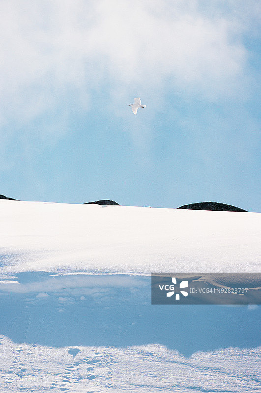 加拿大雪景与海鸥图片素材