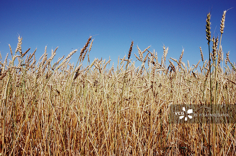 小麦田图片素材