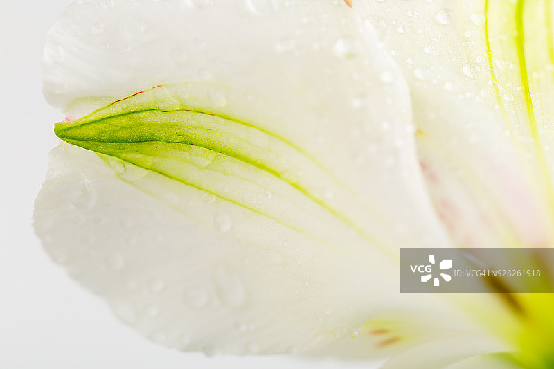 六出花精致的白色和绿色花瓣的微距照片图片素材