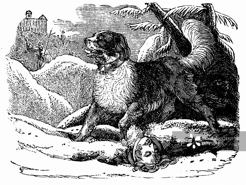 圣伯纳德狗拯救人的Vignette图片素材