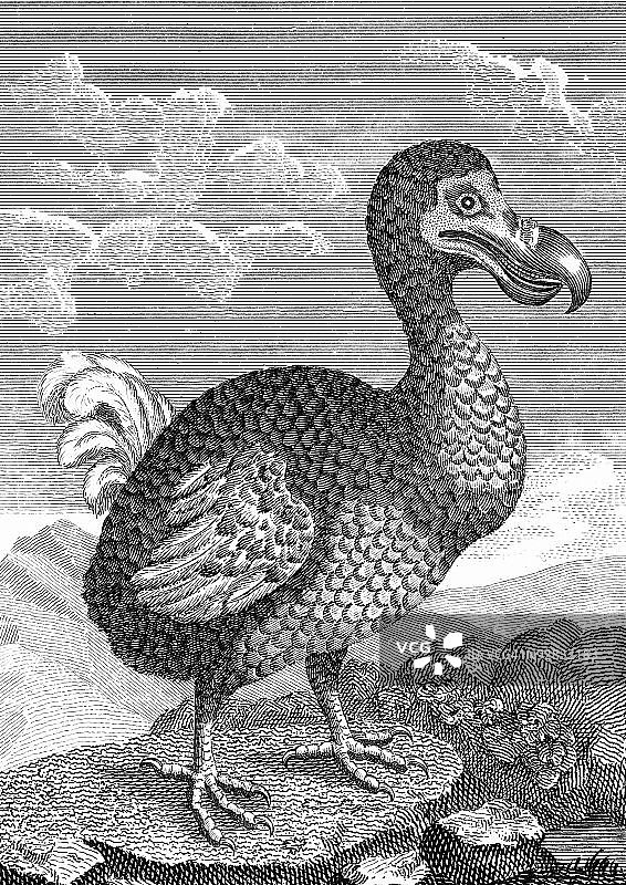 渡渡鸟的肖像照图片素材