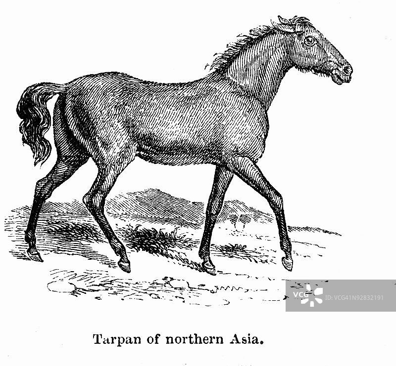 欧洲野马图片素材