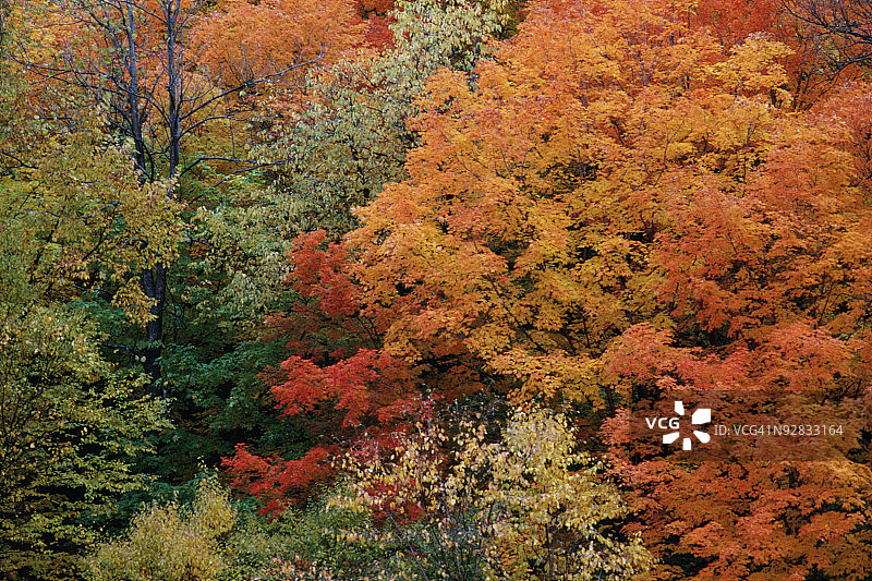 森林中 changing 的树叶图片素材