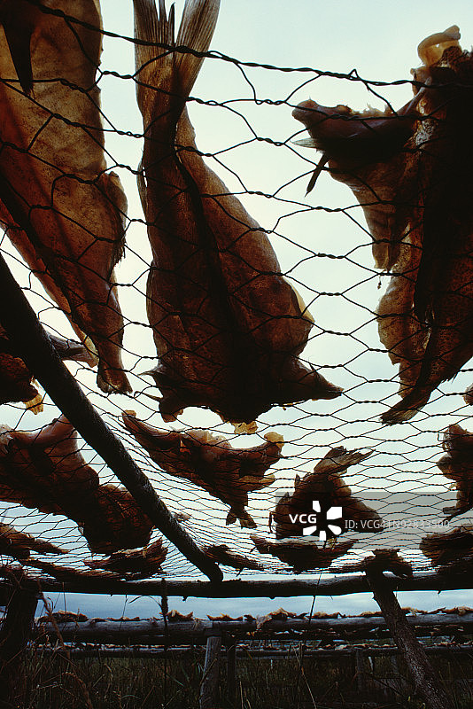 晾干的鱼骨架图片素材